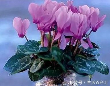  『仙客来』这“3种花”，叶片可不能沾水，很多人还不信，结果1盆都没养活！