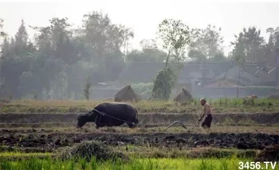 对不起，我要回去当农民了！重磅信号，中国即将实行三权分置！
