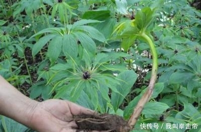  踩踏|冬笋一斤30元，可山林中它更昂贵，400元一斤却被农民忽视