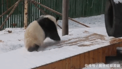 四川遇到熊猫