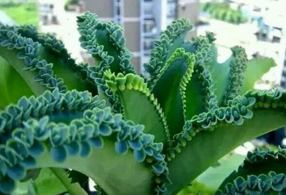  「花开」这些花朵超好养，养护简单又漂亮，花开多又香，新手也能养爆盆