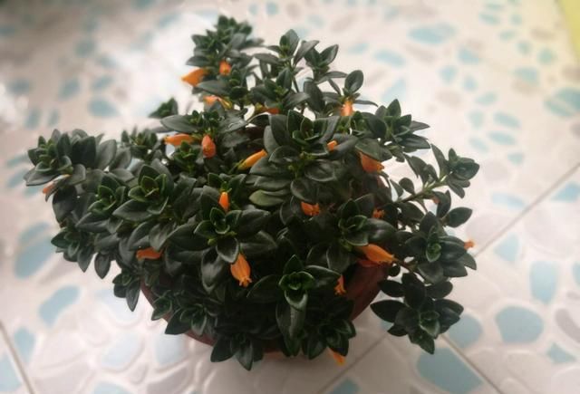  「养护」阳台养1盆这种花，比金边吊兰漂亮，1个种植诀窍，叶翠绿开花多