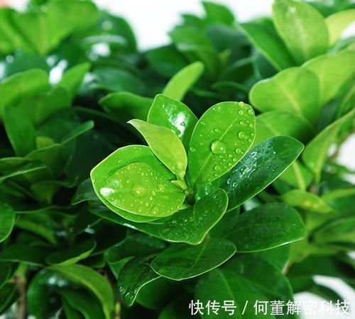  『叶子』养花经常掉叶子？可能是浇水出问题，赶紧改了，别忽视！