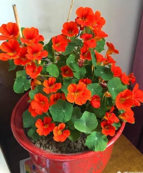 『大片』花似“金钟”叶似荷,一盆泛滥一大片,美轮美奂的旱金莲你会养吗