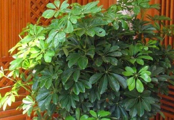 「甲醛」爱健康的人,都会养“3种”植物,能吸甲醛和臭气,养1盆都值了!