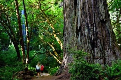 世界上最大的一棵树，有2800多吨重，刚种下的时候还是商朝