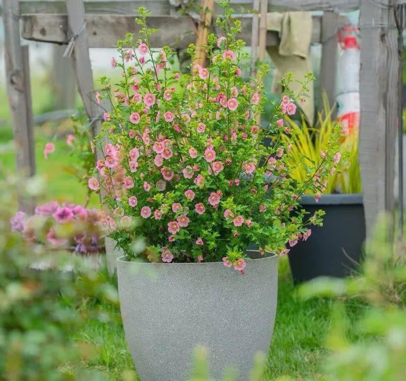  「喜欢疏松肥沃」十种公认的“开花机器”，花美色艳，你家养过几种呢