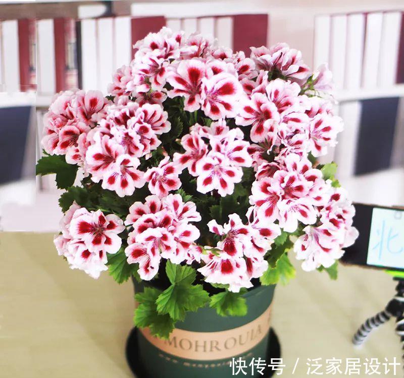  每种■110种天竺葵，每种都超美，看看你认识多少种？