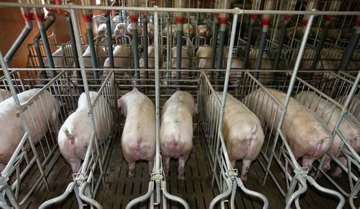  「养猪大国」美国原来是这样处理猪粪的，难怪能成为养猪第一强国，一起见识下！