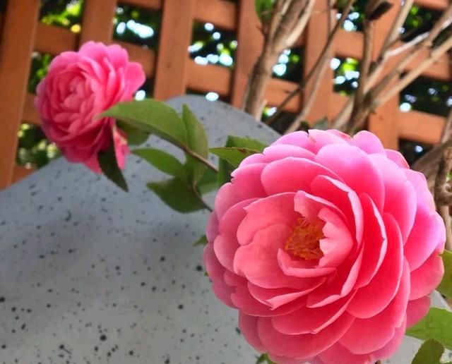  【救活】茶花上盆半月叶子都蔫了,怎么救活它