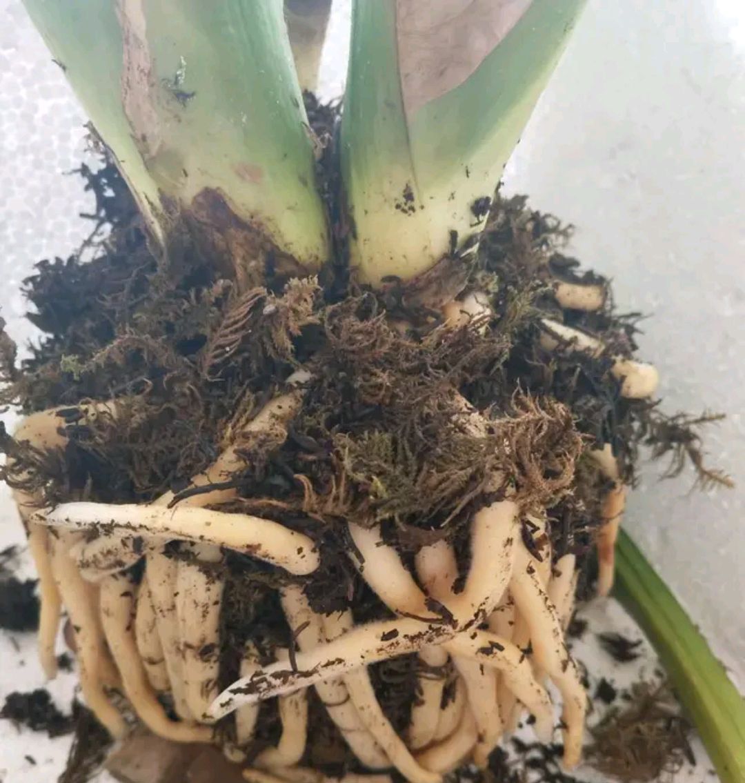 「发根」无根的君子兰怎么发根,3个快速发根技巧,不要直接用盆土扦插