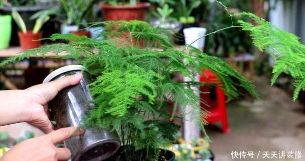 『土壤』三月养文竹,4个“雷区”不能踩,不然烂根、黄叶找上门,难养活