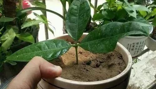  『寓意』6种寓意好的花，剪根枝就能活，年年爆盆不操心！