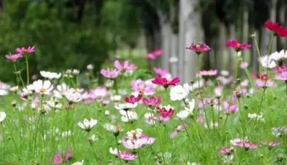 前方花海高能，这些花儿你能认出几种？