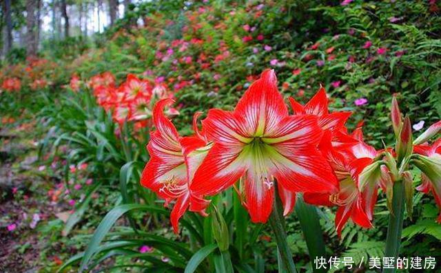 『不好过』气温升高,这3种花别买了,不好过夏,很容易黄叶烂根