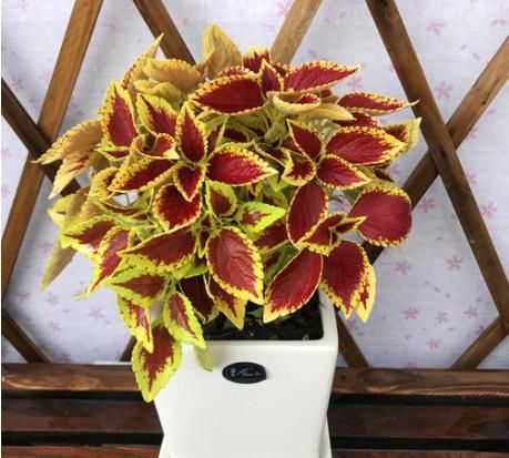 「家养」打春后,家养这几款花卉,花姿卓越,花朵茂盛密集,还你一片花海