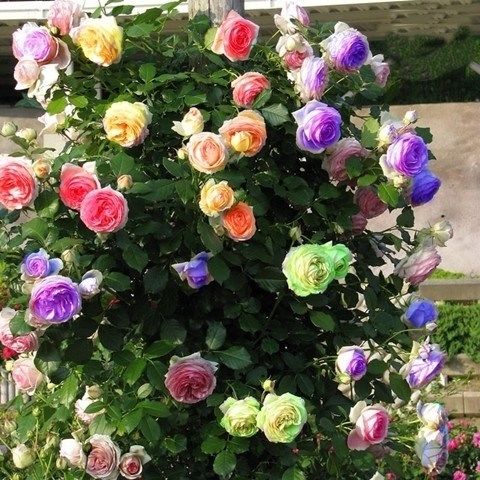  室内外■喜欢花的人有福了！家里种这几款“植物花”，好养耐活，忒漂亮
