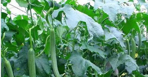  【农村】农民在路灯旁种的甜瓜怎么样，如何防治