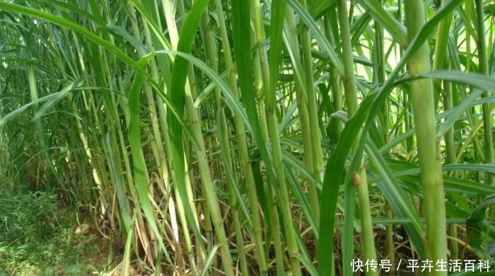  #肉牛#有的养牛户一亩皇竹草养5头牛，他们是怎么做到的？