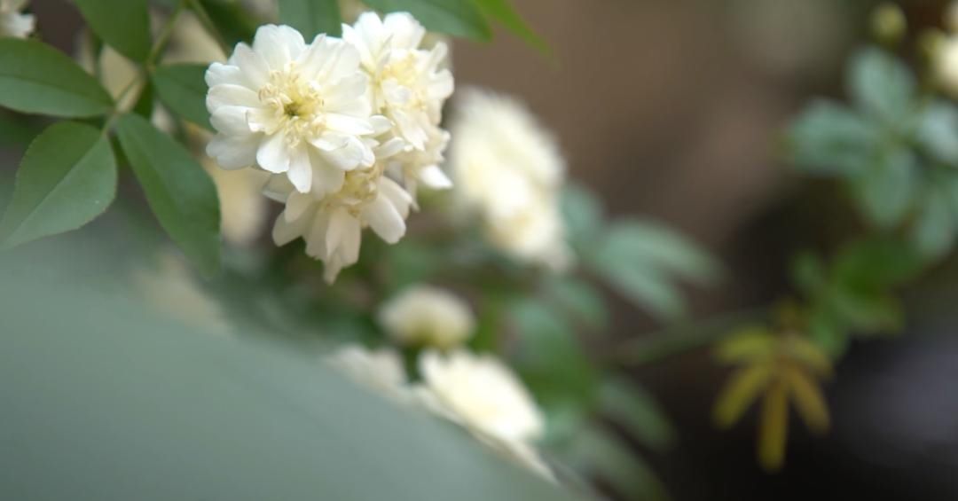 「木香花」老门东,花都开好了!