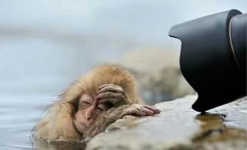 峨眉山猴子“太逗”见游客拍照竟做出如此可爱动作，网友：笑喷了