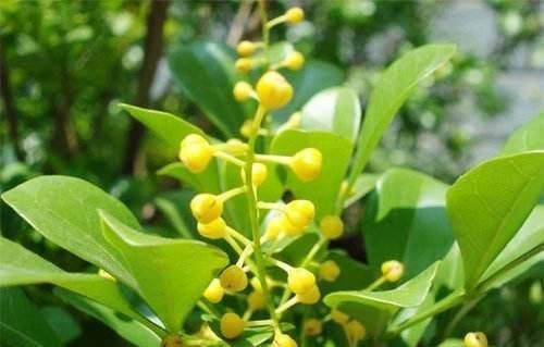 花苞:家养“米兰花”,做好三个前奏,枝繁叶茂,开花数量多