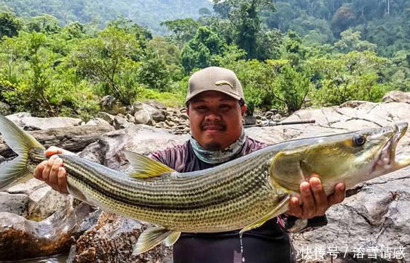  【栖息地】曾经的“长江霸王”， 如今被逼出国，只剩最后一块栖