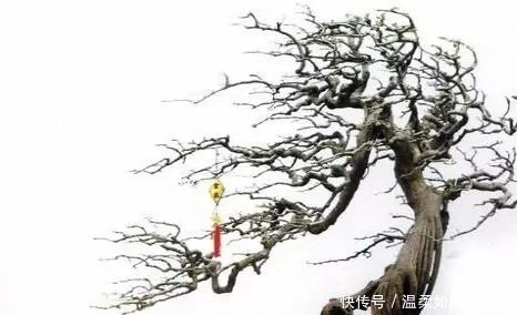 盆景艺术的五大流派，增加了不少知识，学会算是赚到了！