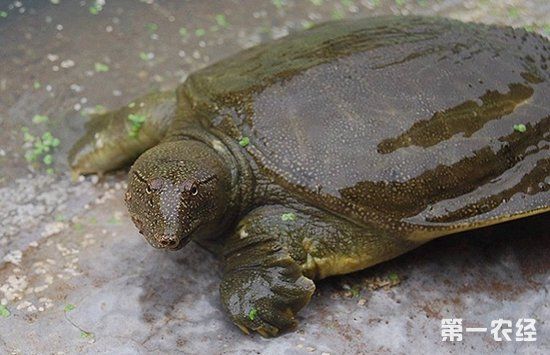 仿生態甲魚養殖的技術要點