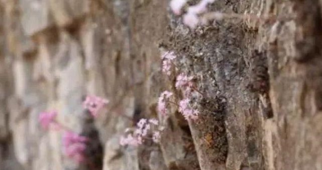 游客发现石头上长出花,拍照留念,导游却说他错过了几十万