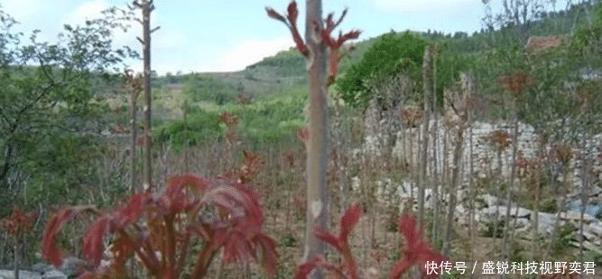  香椿树■农村这树价值很高，农民却每年下狠手，砍到剩光秃树干