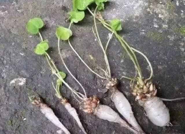「漂亮」潮湿的草地上,生长着1种“酢浆草”,花朵漂亮,叶片美,珍贵!