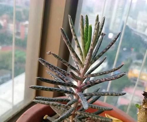  不死鸟■落地生根，咋养也不死的“多肉植物”，一棵小苗，一年霸满阳台