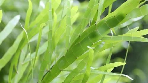  「路边」路边一种“蜈蚣草”，带回家能做盆栽，还是跌打损伤“特效药”