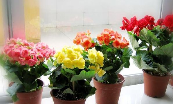  『最合适』这四种花“叶插”最合适，摘片叶子就能插活，嫩芽呼呼冒不停