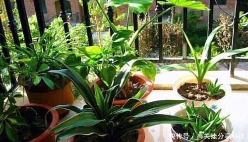 【绿萝】出门捡点东西,用来养花,不花一分钱,绿萝吊兰都喜欢!