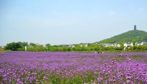  【叹为观止】植物间的超高级模仿本领，让人叹为观止!你知道几个呢？