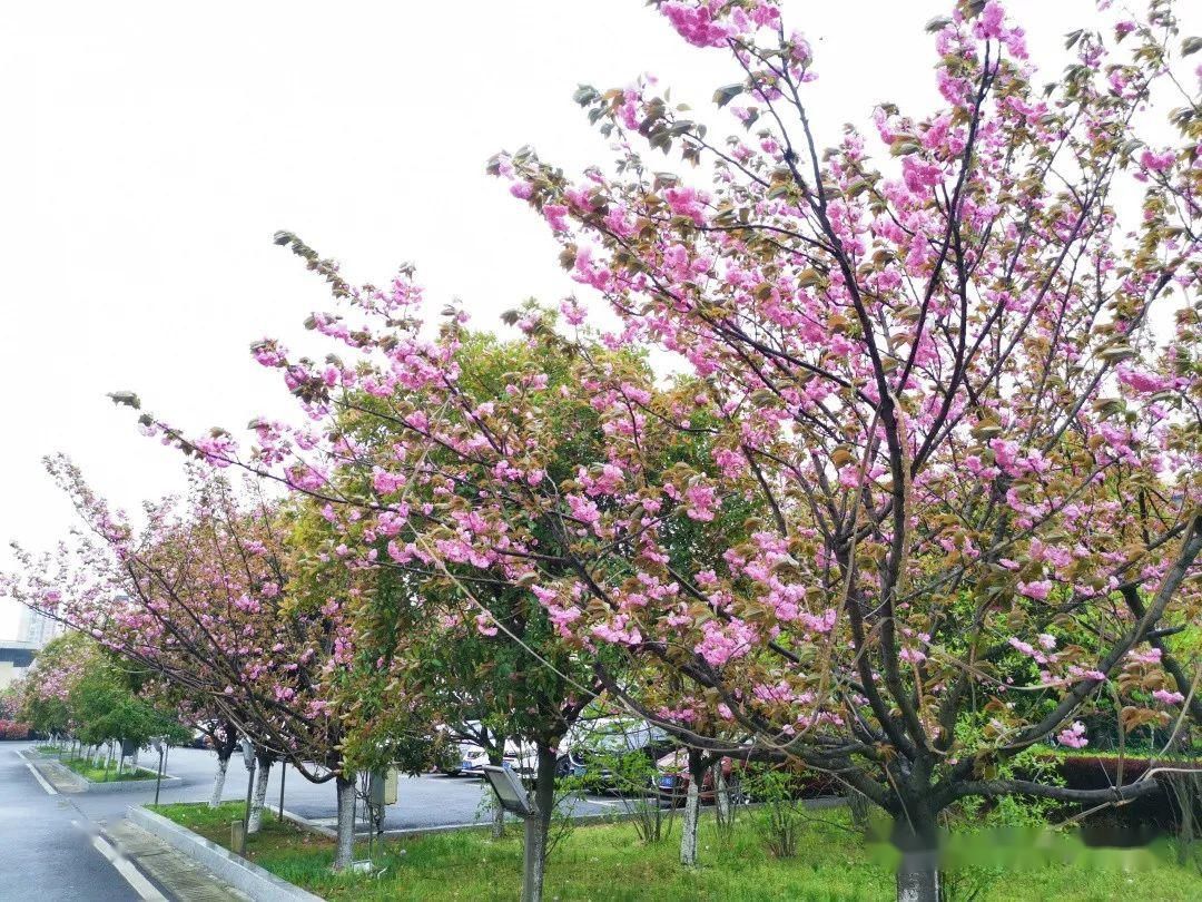  [樱花]美！湖口这里居然有十里樱花，你知道在哪吗？