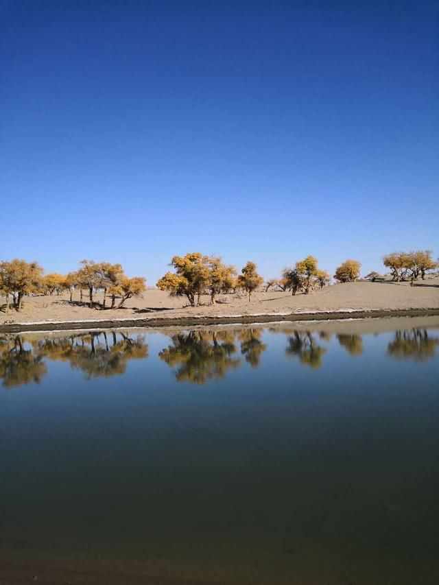 世界上唯一存在的沙漠胡杨林景区，内蒙古额济纳弱水胡杨风景如画