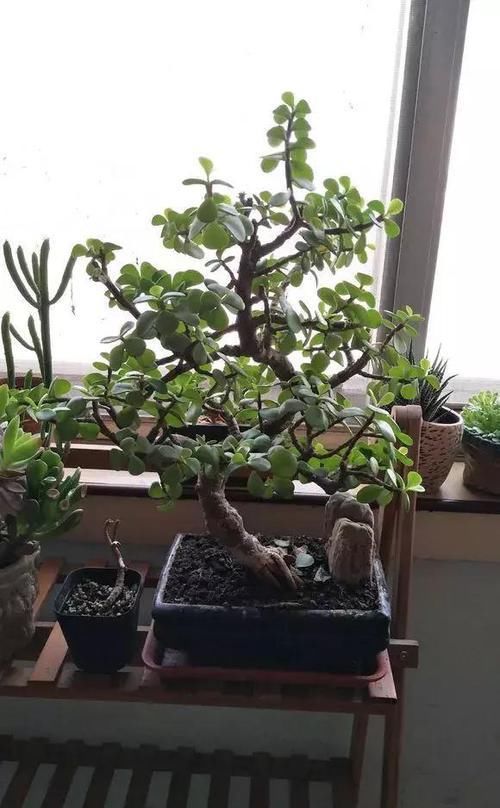  [金钱树]这4种客厅“耐旱花”，水多易烂根，1个月浇1次更好，别忽视！