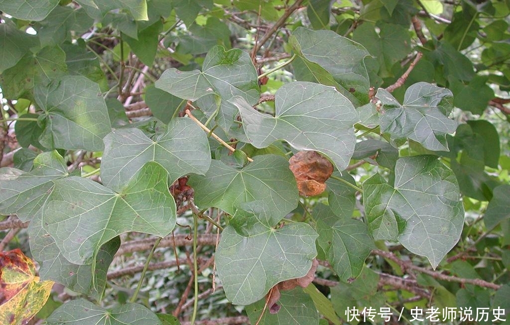 过去臭名昭著没人要，如今农民却大量种植，还视它为“摇钱树”