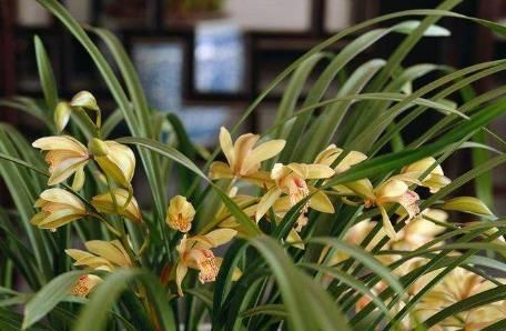  新芽■夏天养兰花，‘神水’喷一喷， 瞬间长新芽，长势特旺，根壮开花多
