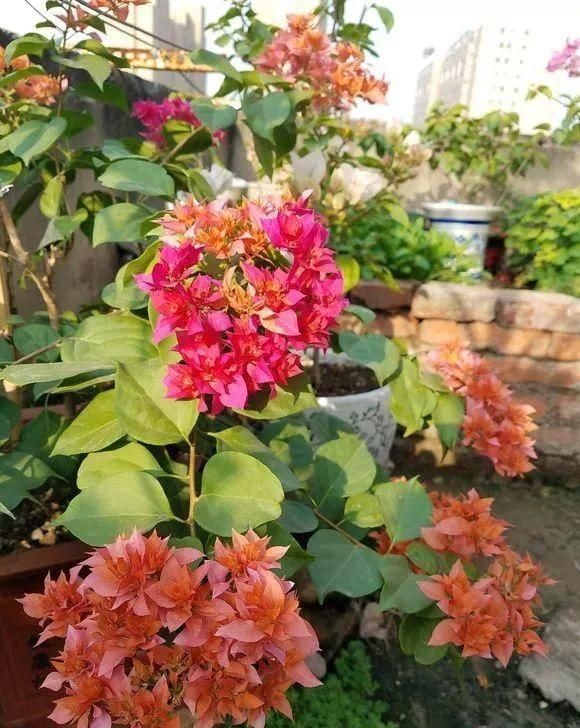 「暗斑夕阳红」这13种三角梅被称“开花机器”小苗就不断开花,适合阳台盆栽