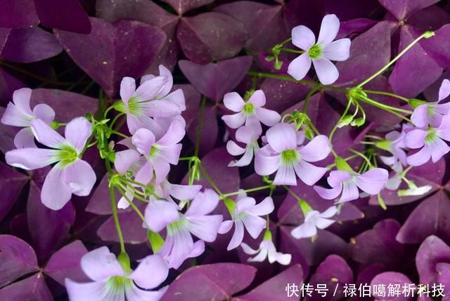 能力:3种花适合养在小院里,生长繁殖能力强,花开一片很漂亮,美极了