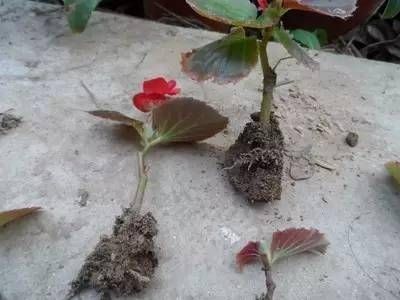  扦插繁殖■想要开花满枝又想净化绿植，下面5种就能满足你