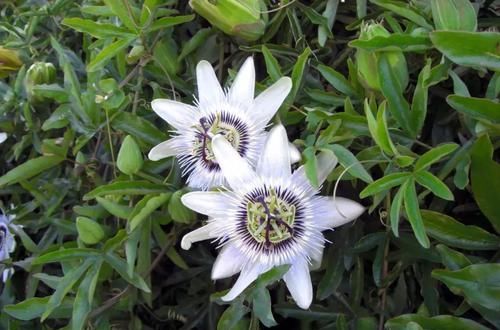  「昆虫」6种特别容易吸引有益昆虫的开花植物，花朵都特别灿烂迷人