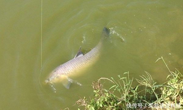 鱼喜欢■鲫、草、青、鲤的钓位选择技巧,鱼的种类不同,喜欢的位置也不同