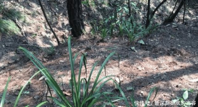 农村山上有一种植物, 一棵价值上千, 认识了下次就不要错过了