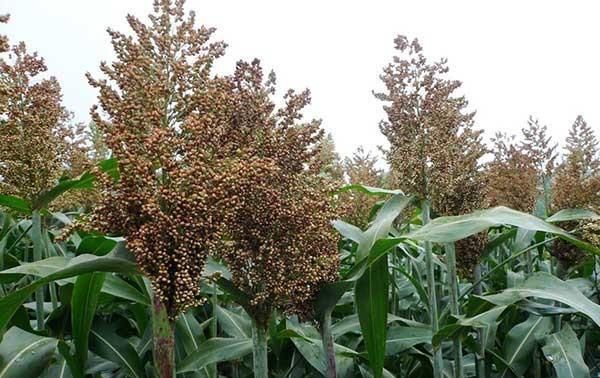  『种子』甜高粱什么时候播种？适合在哪些地区规模种植？