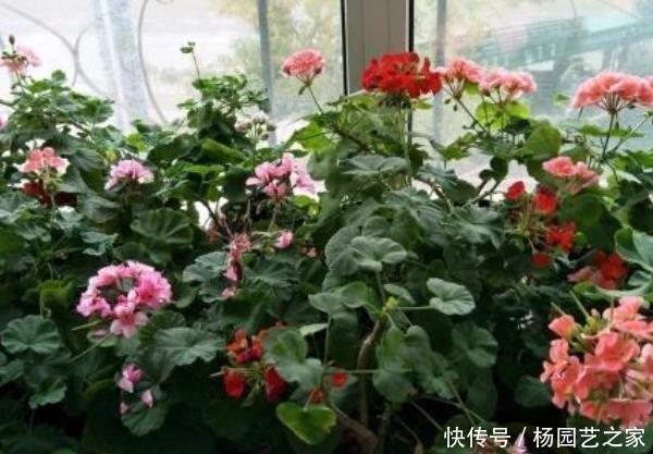  「很烦」“病毒”很烦的几种花，有利家人身体健康，养99盆都不嫌多！